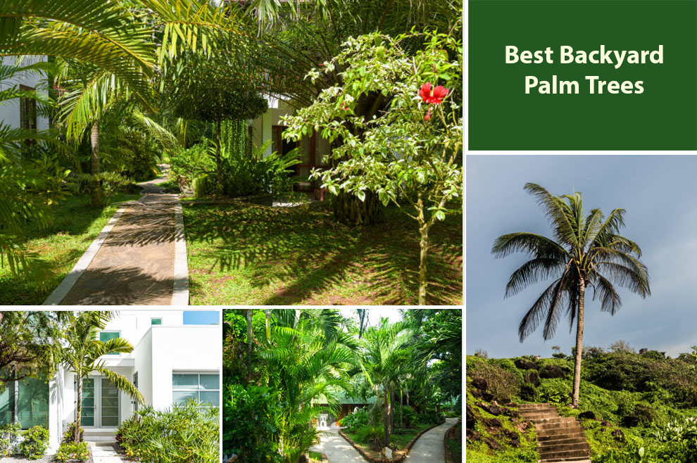 Best Backyard Palm Trees