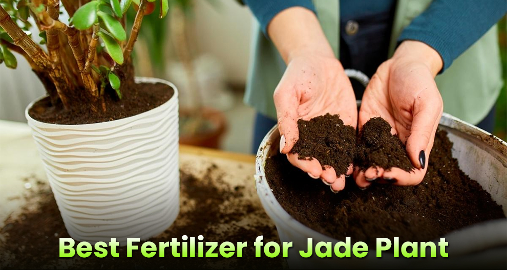Best Fertilizer for Jade Plant
