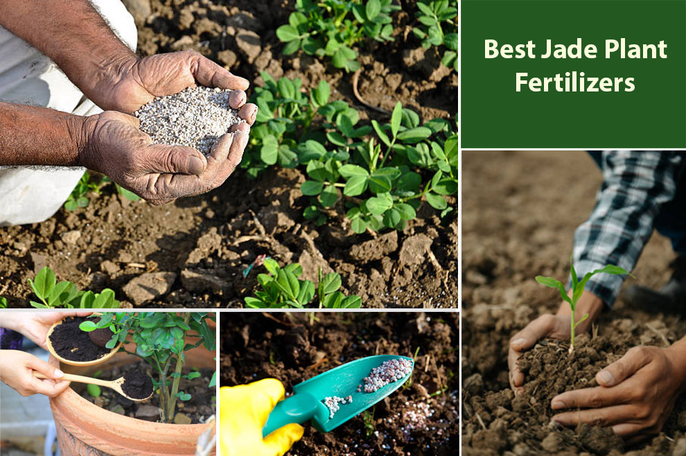 Best Jade Plant Fertilizers