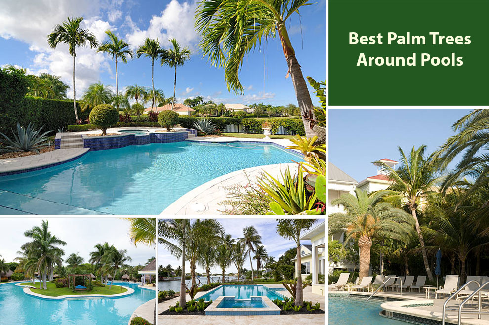Best Palm Trees Around Pools