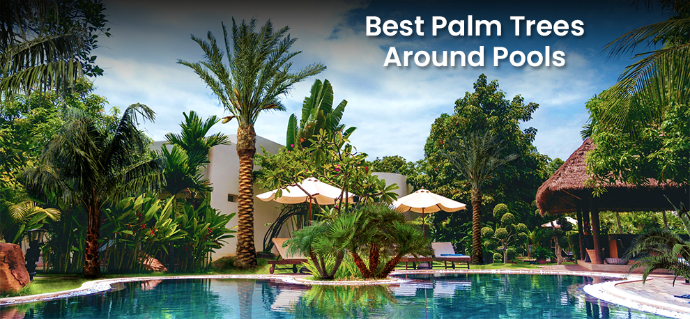  Best Palm Trees Around Pools