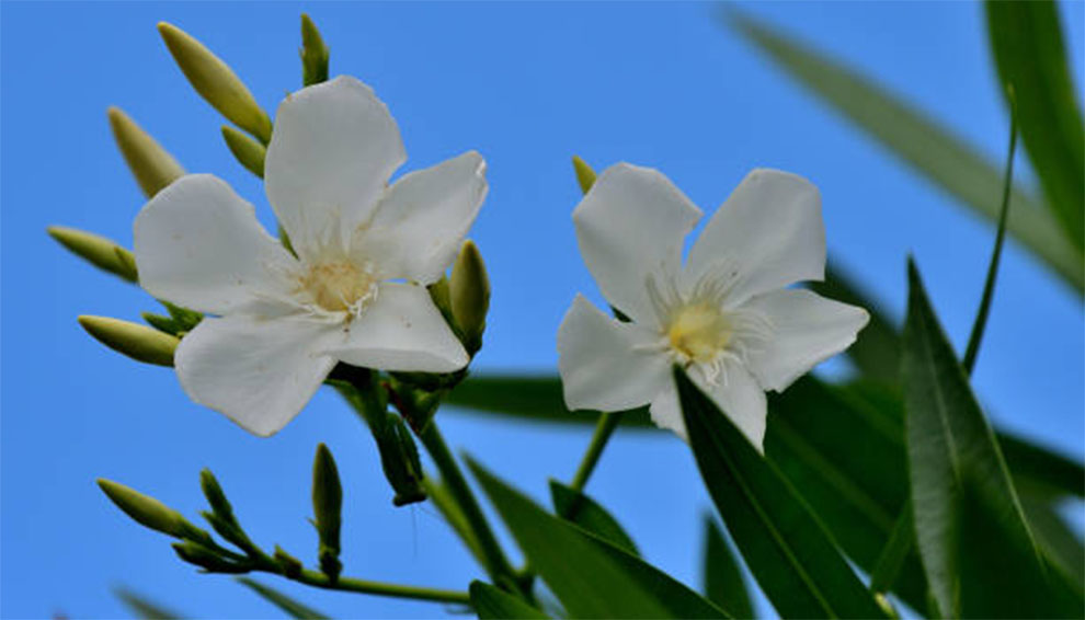 Best Place To Plant Oleander To Let It Thrive