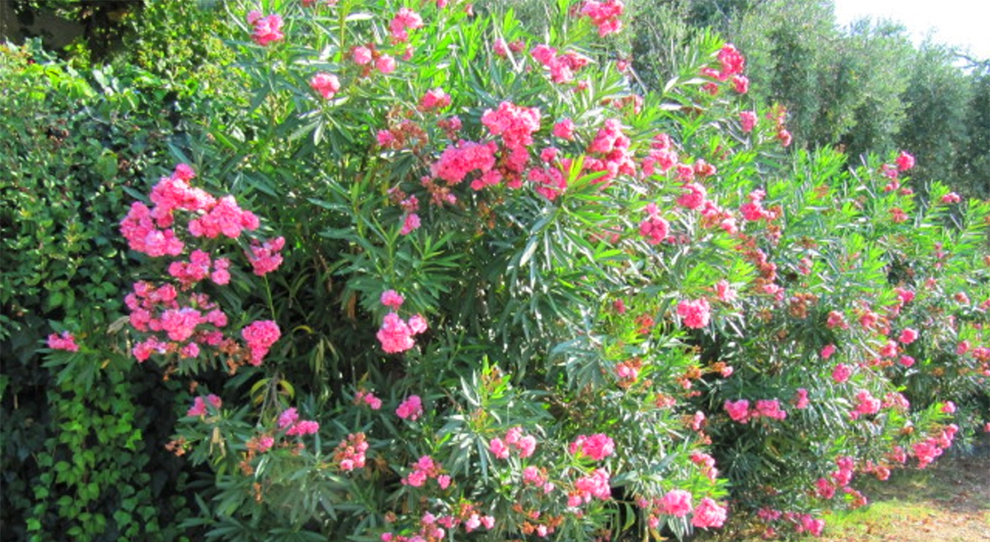 Best Place To Plant Oleander To Let It Thrive