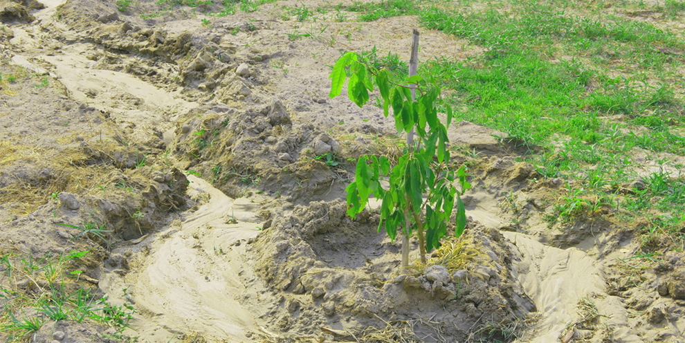 Best Soil For Longan Trees
