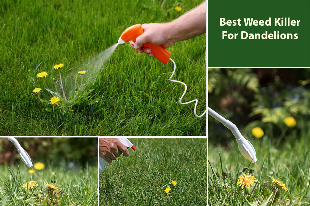 Best Weed Killer for Dandelions