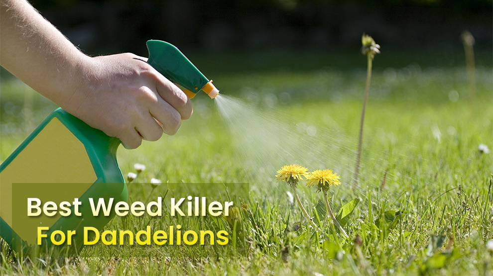 Best Weed Killer for Dandelions
