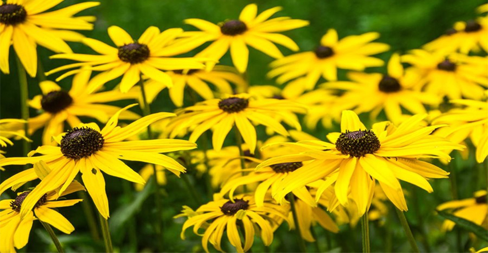 Black-eyed Susan