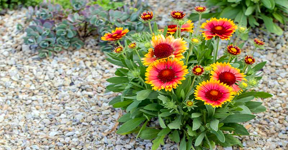 Blanket Flower