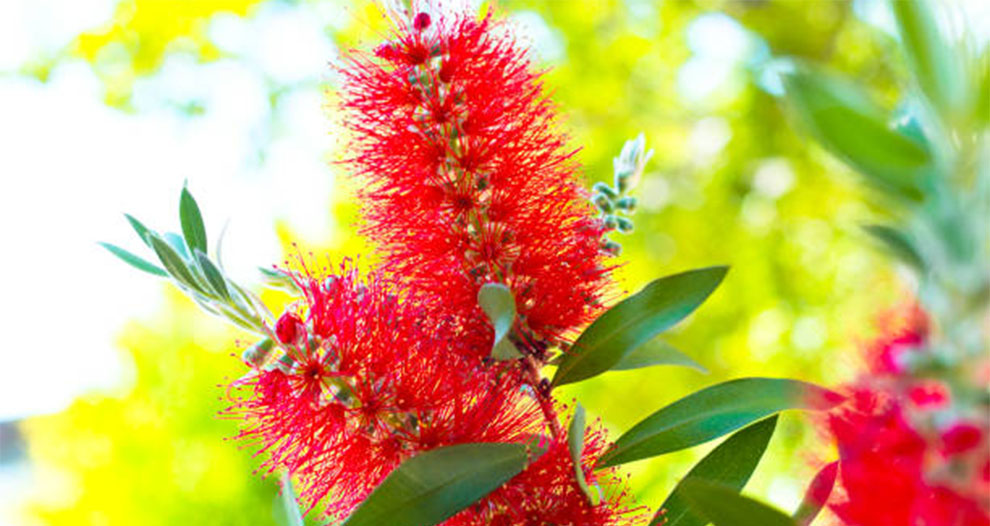 Bottle Brush Take Full Sun