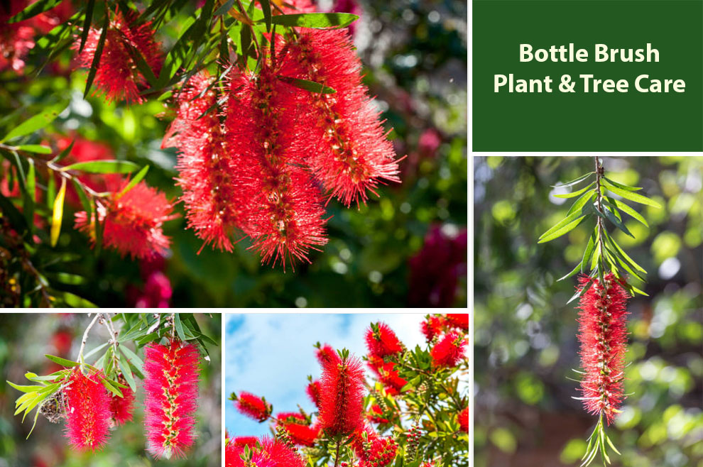 Bottle Brush Plant & Tree Care
