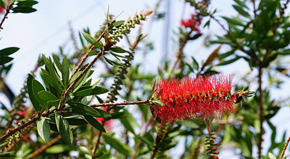 Seeds Out Of A Bottle Brush To Propagate Them