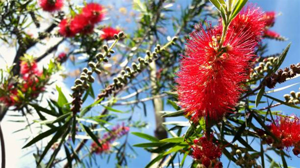 Grow Bottle Brush Tree From Cuttings