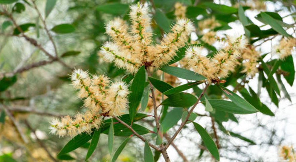 Bottle Brush Tree Problems