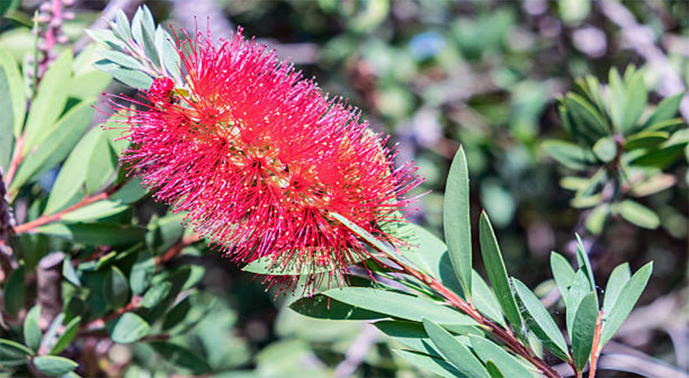 Bottle Brush Tree Temperatures