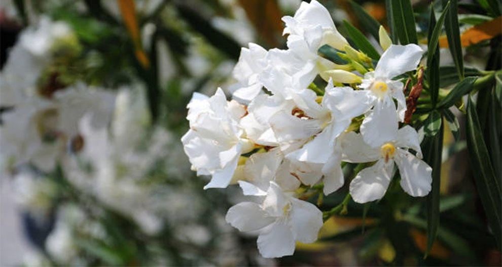 Calypso Oleanders