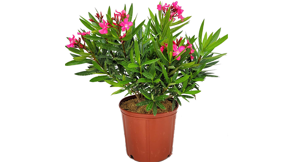 Calypso Oleanders