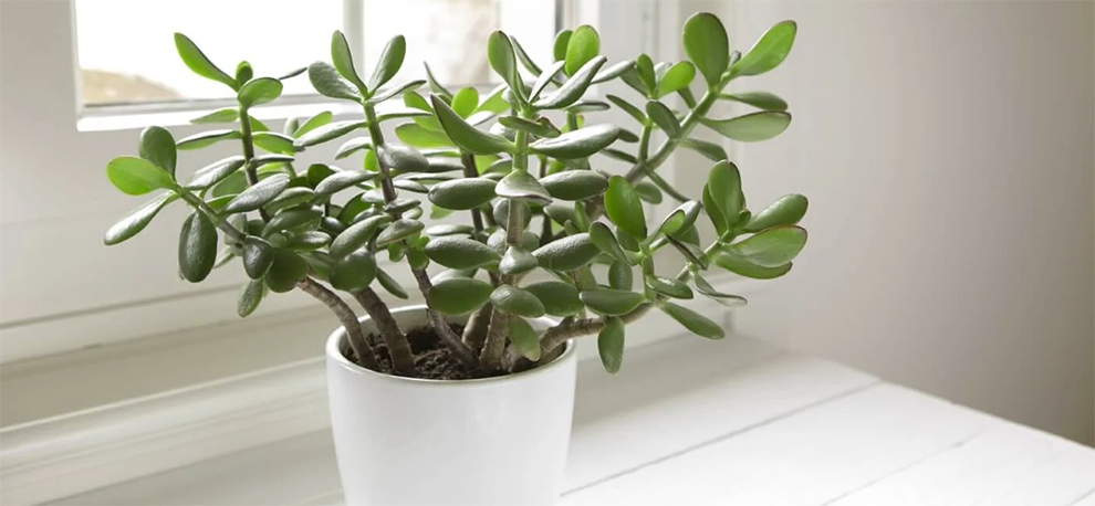 Can A Jade Plant Go Without Water