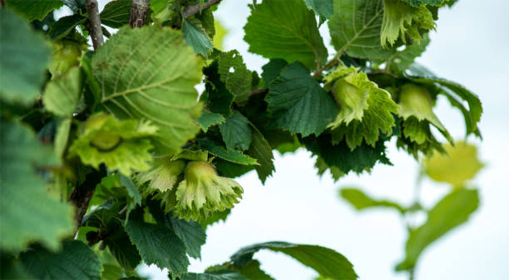 Care for Hazelnut Trees