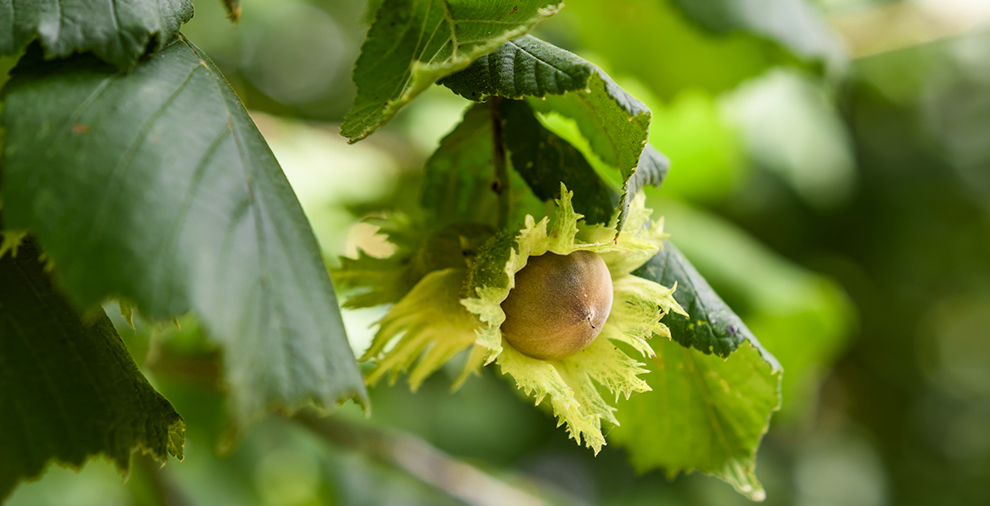 Care for Hazelnut Trees