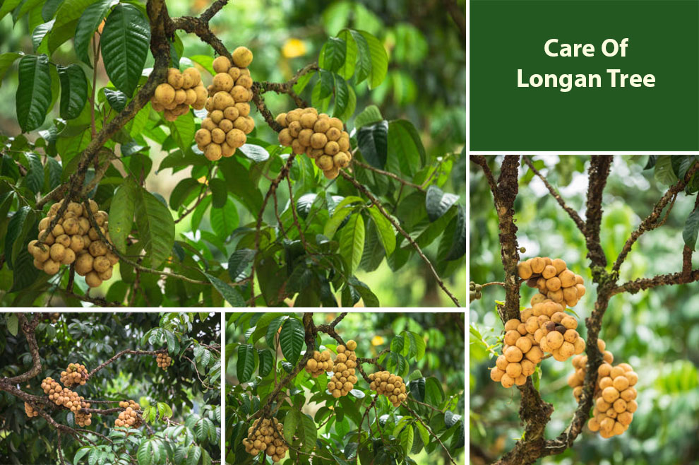 Care Of Longan Tree