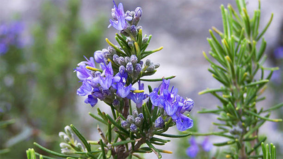 Cold Hardy Rosemary Varieties