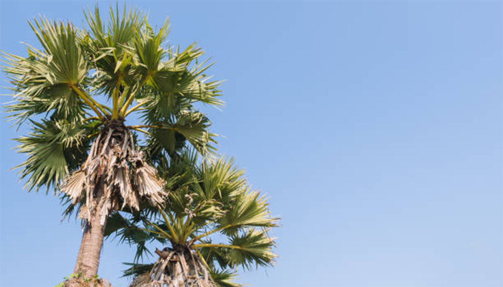 Difference Between A Palm Tree and A Coconut Tree