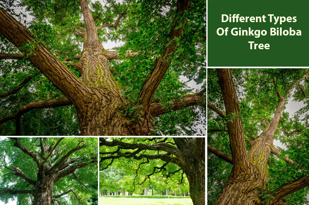 Different Types of Ginkgo Tree