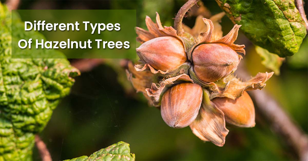 Different Types Of Hazelnut Trees