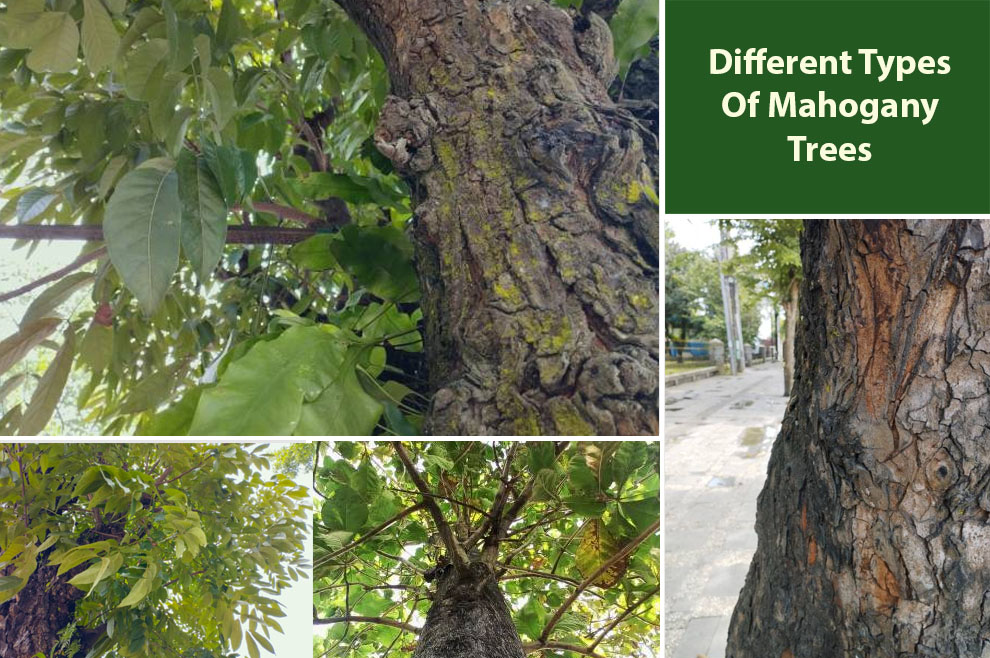 Different Types of Mahogany Tree