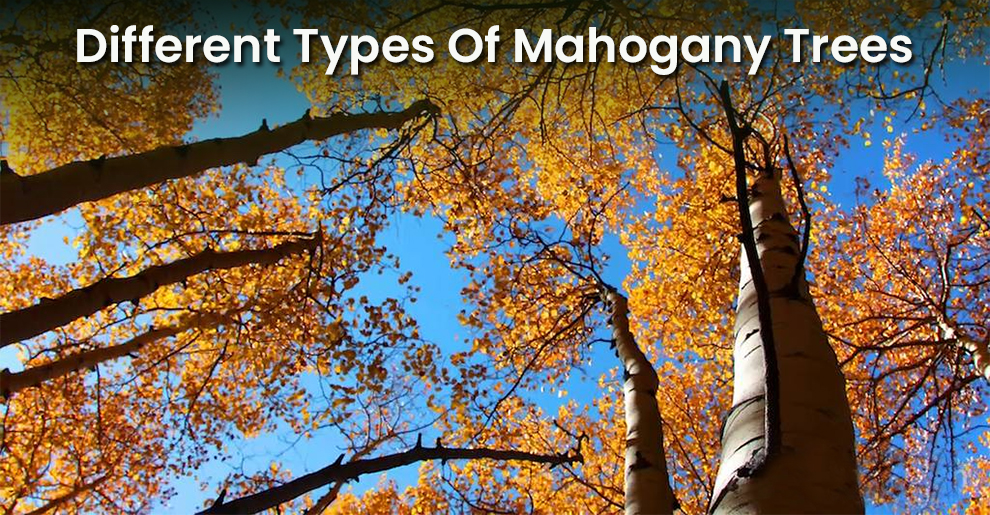 Different Types Of Mahogany Trees