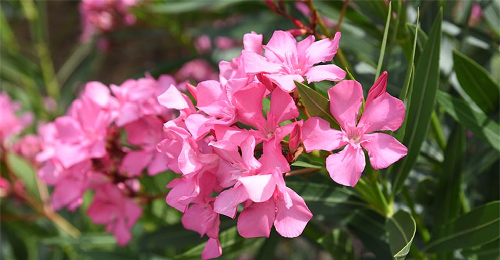 Do Oleanders need full sun