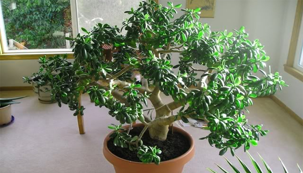 Do You Care For An Old Jade Plant