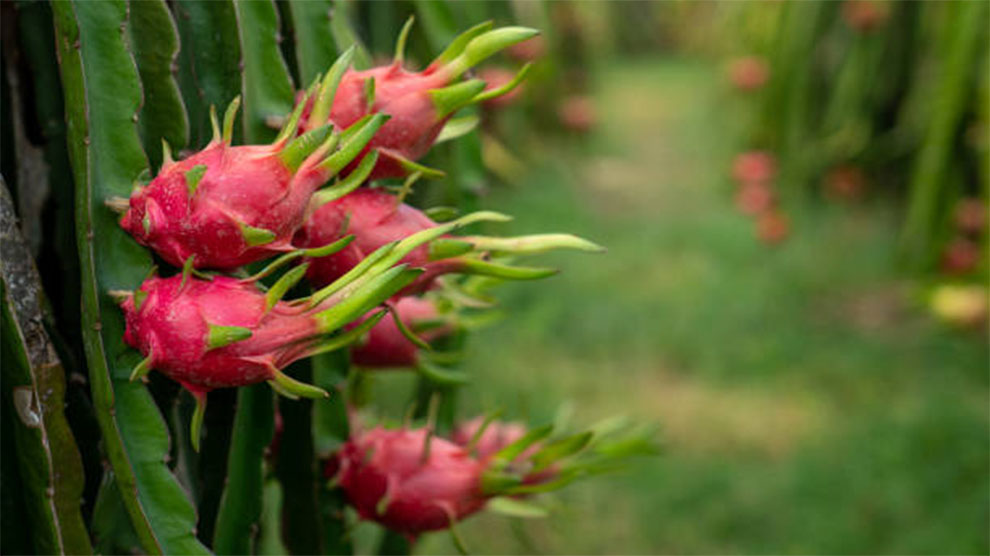 The Dragon Fruit Cactus Growth Rate