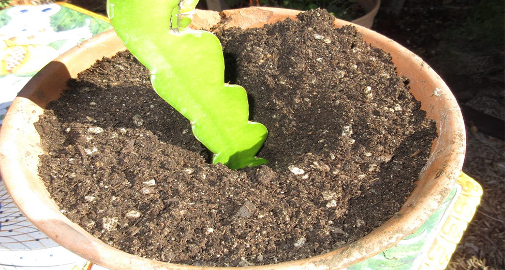 Dragon Fruit Like Wet Soil