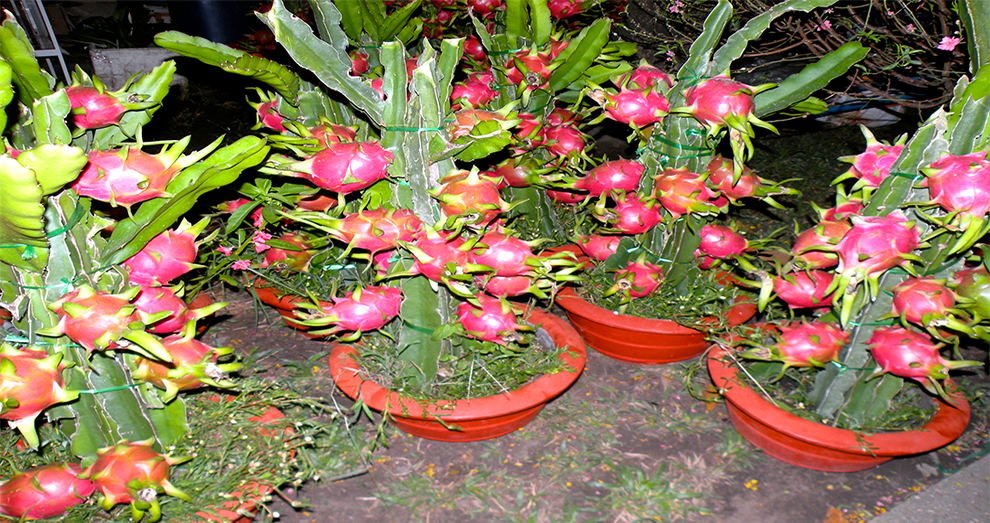 Dragon Fruit Plant Care Guide for Indoors