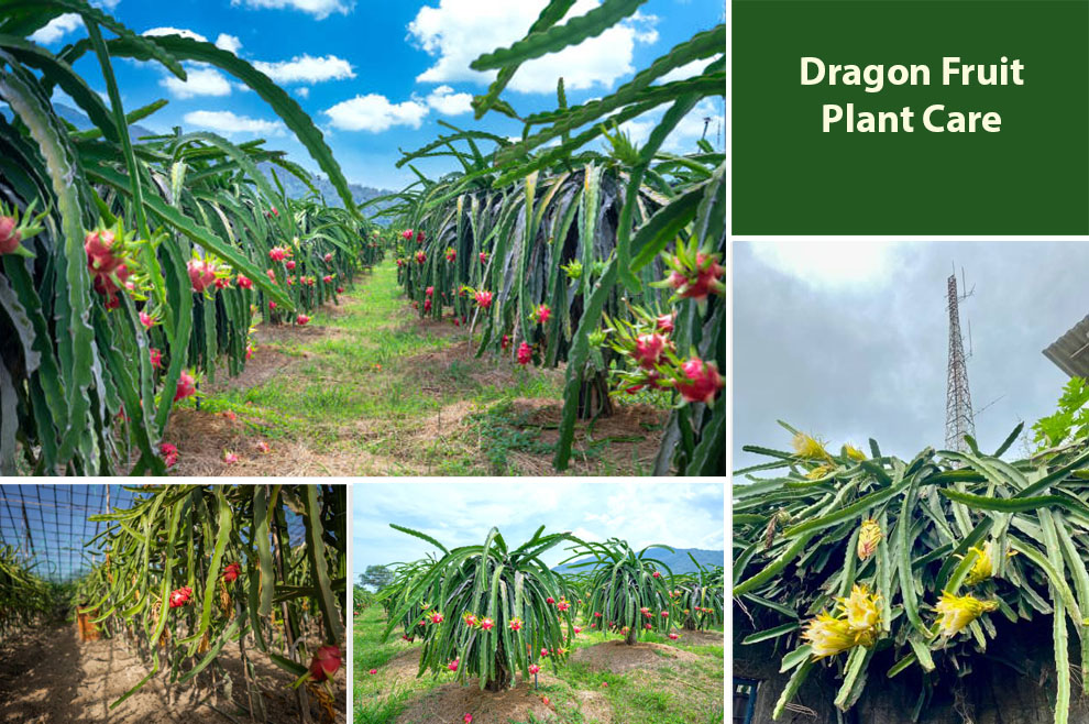 Dragon Fruit Plant Care
