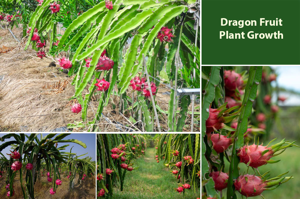 Dragon Fruit Plant Growth