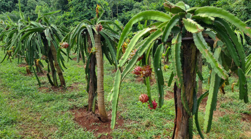 Dragon Fruit Plants