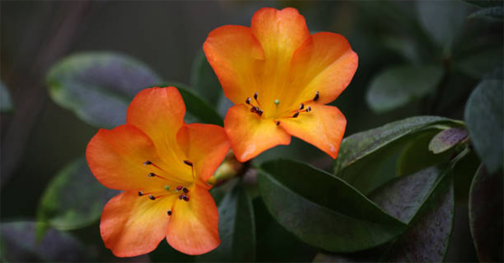 Dwarf Red Oleander