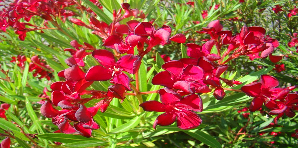 Dwarf Red Oleander