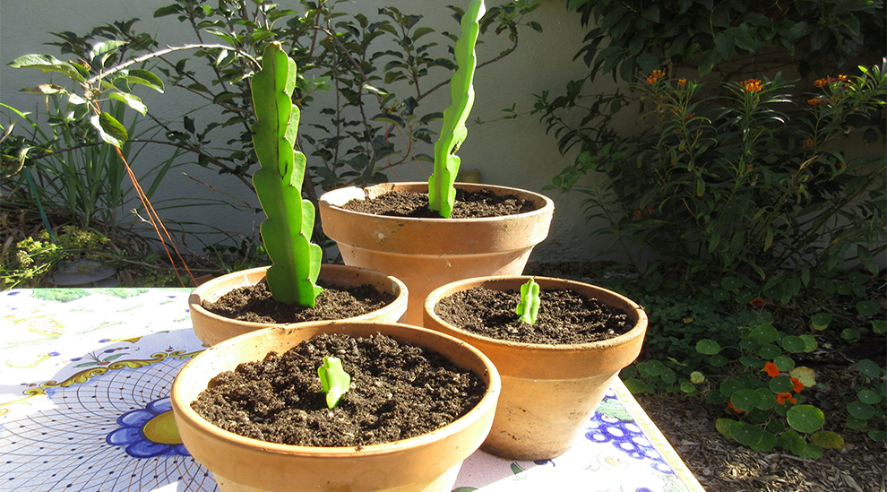 Early Plant Growth
