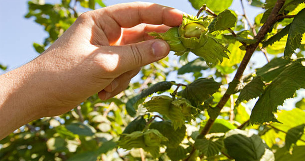 Eat The Nut Directly From The Tree