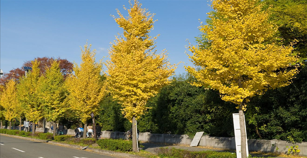 Fairmont Ginkgo