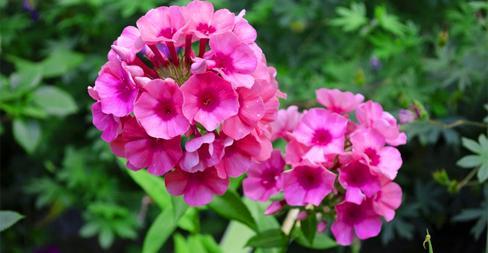 Garden Phlox