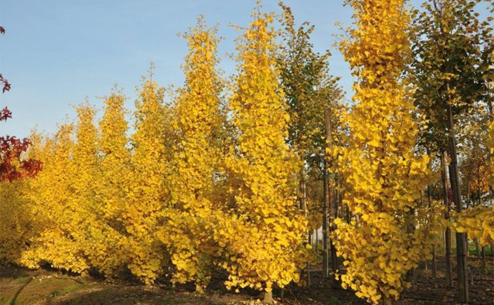 Ginkgo Biloba ‘Fastigiata