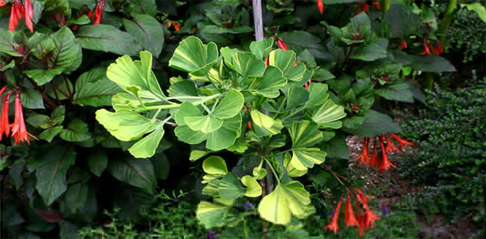 Ginkgo Biloba ‘Majestic Butterfly