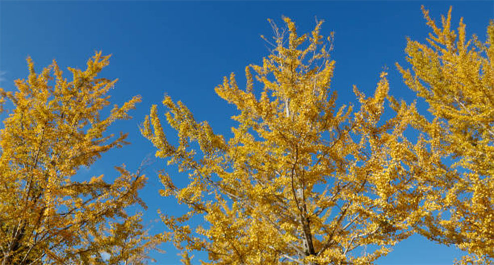 Ginkgo Trees Grow