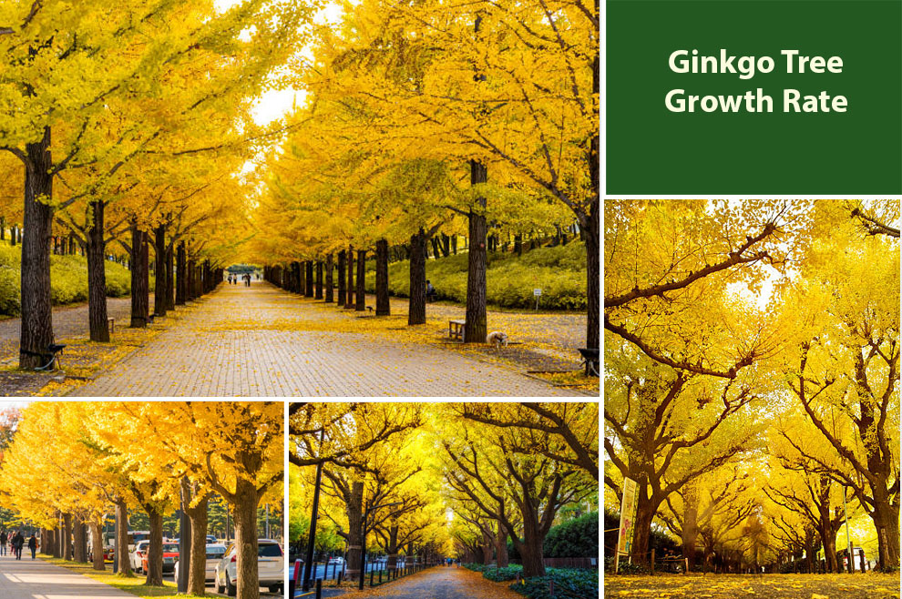 Ginkgo Tree Growth Rate