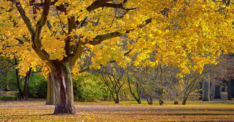 Ginkgo Trees Environmental Uses