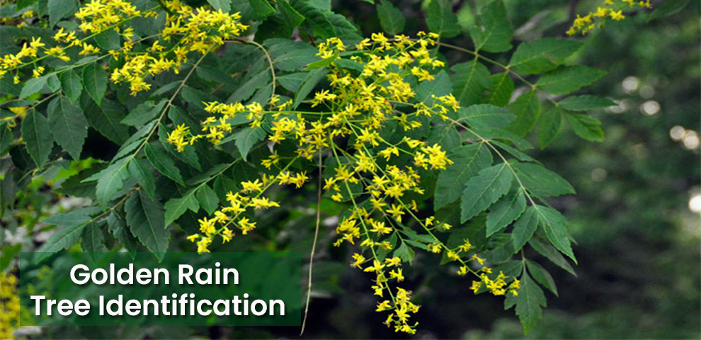 Golden Rain Tree Identification
